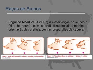 • Segundo MACHADO (1967) a classificação de suínos é
feita de acordo com o perfil frontonasal, tamanho e
orientação das orelhas, com as proporções da cabeça.
Raças de Suínos
 