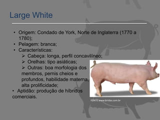 Large White
FONTE:www.biridas.com.br
• Origem: Condado de York, Norte de Inglaterra (1770 a
1780);
• Pelagem: branca;
• Características:
 Cabeça: longa, perfil concavilíneo;
 Orelhas: tipo asiáticas;
 Outras: boa morfologia dos
membros, pernis cheios e
profundos, habilidade materna,
alta prolificidade;
• Aptidão: produção de híbridos
comerciais.
 