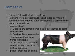 Hampshire
FONTE: www.agraria.org
• Origem: Estado Kentucky, nos EUA;
• Pelagem: Preta apresentando faixa branca de 10 a 30
centímetros ao redor do corpo abrangendo a cernelha e os
membros anteriores;
• Características:
 Cabeça: De comprimento médio, apresentando perfil
concavilíneo;
 Orelhas: Bem assentadas
que se estendem para
frente (asiáticas);
 Outras: Corpo bastante
comprido, vigoroso, vivo,
rústico, gracioso;
• Aptidão: produção de carne.
 