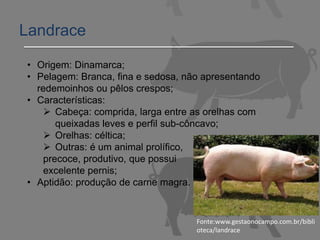 Landrace
• Origem: Dinamarca;
• Pelagem: Branca, fina e sedosa, não apresentando
redemoinhos ou pêlos crespos;
• Características:
 Cabeça: comprida, larga entre as orelhas com
queixadas leves e perfil sub-côncavo;
 Orelhas: céltica;
 Outras: é um animal prolífico,
precoce, produtivo, que possui
excelente pernis;
• Aptidão: produção de carne magra.
Fonte:www.gestaonocampo.com.br/bibli
oteca/landrace
 