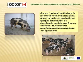 PREPARAÇÂO E TRANSFORMAÇÂO DE PRODUTOS CÁRNEOSO porco “malhado” de Alcobaça foi reconhecido como uma raça única.Apesar de poder ser produzido em qualquer parte do país, é a classificação que interessa O porco “malhado” de Alcobaça foi reconhecido como uma raça única  aos agricultores