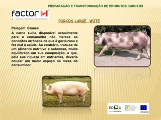 PREPARAÇÃO E TRANSFORMAÇÃO DE PRODUTOS CÁRNEOSPorcos large  witePelagem: BrancaA carne suína disponível actualmente para o consumidor não merece os conceitos erróneos de que é gordurosa e faz mal à saúde. Ao contrário, trata-se de um alimento nutritivo e saboroso, muito equilibrado em sua composição, e que, pela sua riqueza em nutrientes, deveria ocupar um maior espaço na mesa do consumidor.