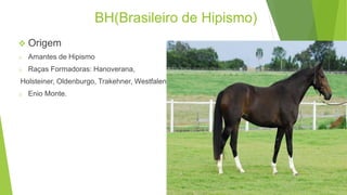 BH(Brasileiro de Hipismo) 
 Origem 
o Amantes de Hipismo 
o Raças Formadoras: Hanoverana, 
Holsteiner, Oldenburgo, Trakehner, Westfalen 
o Enio Monte. 
 