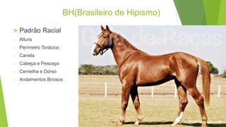 BH(Brasileiro de Hipismo) 
 Padrão Racial 
o Altura 
o Perímetro Torácico 
o Canela 
o Cabeça e Pescoço 
o Cernelha e Dorso 
o Andamentos Briosos 
 