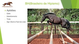BH(Brasileiro de Hipismo) 
 Aptidões 
o Salto 
o Adestramento 
o Trote 
o Ágil, Dócil e Fácil de Lidar. 
 