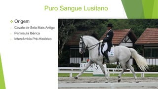 Puro Sangue Lusitano 
 Origem 
o Cavalo de Sela Mais Antigo 
o Península Ibérica 
o Intercâmbio Pré-Histórico 
 