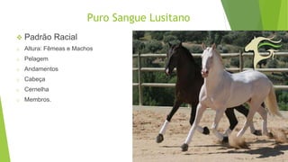 Puro Sangue Lusitano 
 Padrão Racial 
o Altura: Fêmeas e Machos 
o Pelagem 
o Andamentos 
o Cabeça 
o Cernelha 
o Membros. 
 
