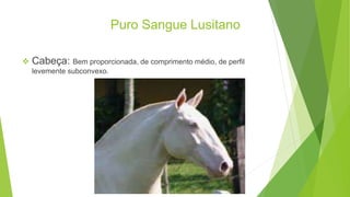 Puro Sangue Lusitano 
 Cabeça: Bem proporcionada, de comprimento médio, de perfil 
levemente subconvexo. 
 