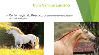 Puro Sangue Lusitano 
 Conformação do Pescoço: De comprimento médio, rodado, 
de crineira delgada. 
 