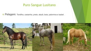 Puro Sangue Lusitano 
 Pelagem: Tordilha, castanha, preta, alazã, baia, palomina e isabel. 
 