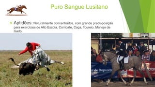 Puro Sangue Lusitano 
 Aptidões: Naturalmente concentrados, com grande predisposição 
para exercícios de Alto Escola, Combate, Caça, Toureio, Manejo de 
Gado. 
 