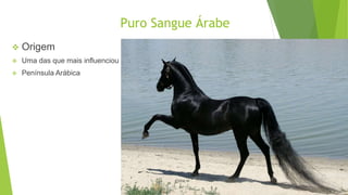 Puro Sangue Árabe 
 Origem 
 Uma das que mais influenciou 
 Península Arábica 
 