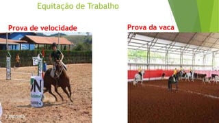Equitação de Trabalho 
Prova de velocidade Prova da vaca 
 