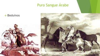 Puro Sangue Árabe 
 Beduínos 
 