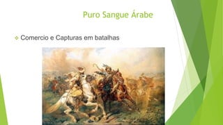 Puro Sangue Árabe 
 Comercio e Capturas em batalhas 
 