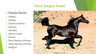 Puro Sangue Árabe 
 Padrão Racial 
 Orelhas 
 Cabeça 
 Chanfro e Narinas 
 Pescoço 
 Cernelha 
 Dorso e Lombo 
 Garupa 
 Peso: Machos e Fêmeas 
 Altura: Machos e Fêmeas 
 Pelagens 
 