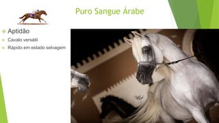 Puro Sangue Árabe 
 Aptidão 
 Cavalo versátil 
 Rápido em estado selvagem 
 