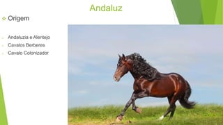 Andaluz 
 Origem 
o Andaluzia e Alentejo 
o Cavalos Berberes 
o Cavalo Colonizador 
 