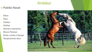 Andaluz 
 Padrão Racial 
o Altura 
o Peso 
o Cabeça 
o Orelhas 
o Narinas e Ganachos 
o Boca e Pescoço 
o Dorso, Lombo e Garupa 
o Temperamento dócil. 
 