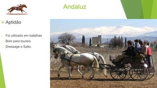 Andaluz 
 Aptidão 
o Foi utilizado em batalhas 
o Bom para toureio 
o Dressage e Salto. 
 