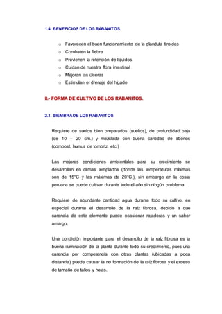 1.4. BENEFICIOS DE LOS RABANITOS
o Favorecen el buen funcionamiento de la glándula tiroides
o Combaten la fiebre
o Previenen la retención de líquidos
o Cuidan de nuestra flora intestinal
o Mejoran las úlceras
o Estimulan el drenaje del hígado
II.- FORMA DE CULTIVO DE LOS RABANITOS.
2.1. SIEMBRADE LOS RABANITOS
Requiere de suelos bien preparados (sueltos), de profundidad baja
(de 10 – 20 cm.) y mezclada con buena cantidad de abonos
(compost, humus de lombriz, etc.)
Las mejores condiciones ambientales para su crecimiento se
desarrollan en climas templados (donde las temperaturas mínimas
son de 15°C y las máximas de 20°C.), sin embargo en la costa
peruana se puede cultivar durante todo el año sin ningún problema.
Requiere de abundante cantidad agua durante todo su cultivo, en
especial durante el desarrollo de la raíz fibrosa, debido a que
carencia de este elemento puede ocasionar rajadoras y un sabor
amargo.
Una condición importante para el desarrollo de la raíz fibrosa es la
buena iluminación de la planta durante todo su crecimiento, pues una
carencia por competencia con otras plantas (ubicadas a poca
distancia) puede causar la no formación de la raíz fibrosa y el exceso
de tamaño de tallos y hojas.
 