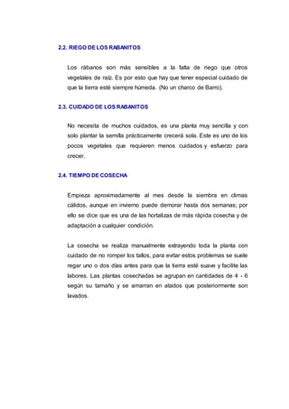 2.2. RIEGO DE LOS RABANITOS
Los rábanos son más sensibles a la falta de riego que otros
vegetales de raíz. Es por esto que hay que tener especial cuidado de
que la tierra esté siempre húmeda. (No un charco de Barro).
2.3. CUIDADO DE LOS RABANITOS
No necesita de muchos cuidados, es una planta muy sencilla y con
solo plantar la semilla prácticamente crecerá sola. Este es uno de los
pocos vegetales que requieren menos cuidados y esfuerzo para
crecer.
2.4. TIEMPO DE COSECHA
Empieza aproximadamente al mes desde la siembra en climas
cálidos, aunque en invierno puede demorar hasta dos semanas; por
ello se dice que es una de las hortalizas de más rápida cosecha y de
adaptación a cualquier condición.
La cosecha se realiza manualmente extrayendo toda la planta con
cuidado de no romper los tallos, para evitar estos problemas se suele
regar uno o dos días antes para que la tierra esté suave y facilite las
labores. Las plantas cosechadas se agrupan en cantidades de 4 - 6
según su tamaño y se amarran en atados que posteriormente son
lavados.
 