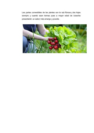 Las partes comestibles de las plantas son la raíz fibrosa y las hojas
siempre y cuando sean tiernas pues a mayor edad de cosecha
presentarán un sabor más amargo y picante.
 