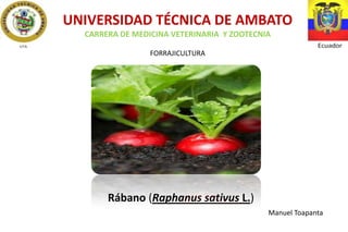 UNIVERSIDAD TÉCNICA DE AMBATO
CARRERA DE MEDICINA VETERINARIA Y ZOOTECNIA
FORRAJICULTURA

Rábano (Raphanus sativus L.)
Manuel Toapanta

 