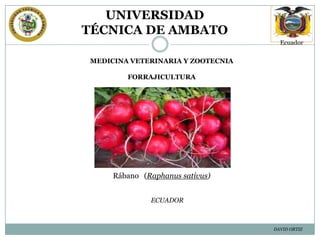 UNIVERSIDAD
TÉCNICA DE AMBATO
Ecuador

MEDICINA VETERINARIA Y ZOOTECNIA
FORRAJICULTURA

Rábano (Raphanus sativus)
ECUADOR

DAVID ORTIZ

 