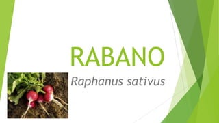 RABANO
Raphanus sativus
 