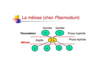 La méiose (chez Plasmodium)

              Gamète

Fécondation            Phase haploïde

                       Phase diploïde
Méiose
 