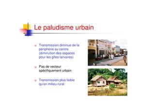 Le paludisme urbain
Transmission diminue de la
périphérie au centre
(diminution des espaces
pour les gîtes larvaires)
Pas de vecteur
spécifiquement urbain
Transmission plus faible
qu’en milieu rural
 