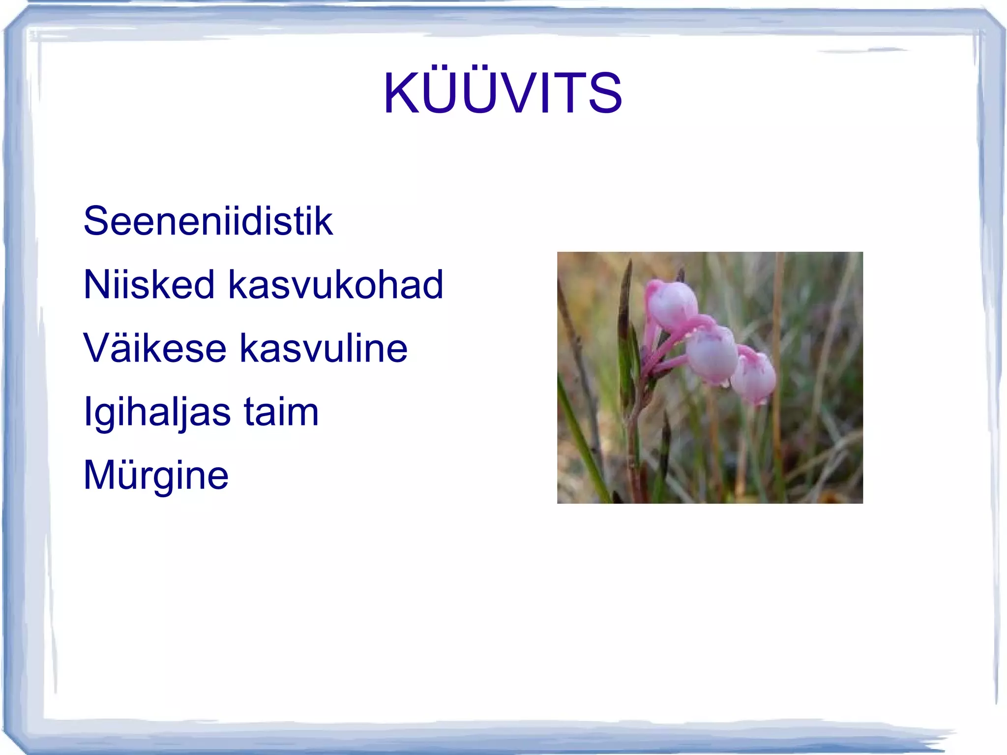 MÄND Tavaline metsapuu 