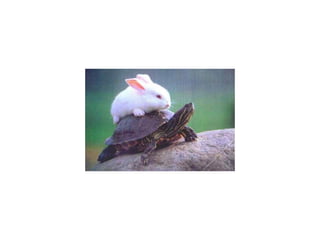 Tortoise Slideshow Rabbit and tortoise | PPT