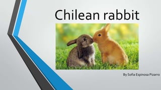 Chilean rabbit
By Sofia Espinosa Pizarro
 