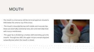 Rabbit - Mouth, Buccal Cavity and Dentition.pptx