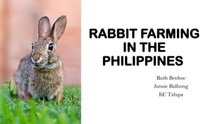 Philippines Native Rabbit Comprehensive Guide to Rabbit Farming in the Philippines: Breeds ...