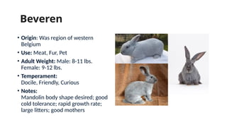 What Is Rabbit General Comprehensive Guide to Rabbit Farming in the Philippines: Breeds ...