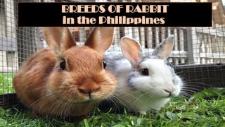 Philippines Native Rabbit Comprehensive Guide to Rabbit Farming in the Philippines: Breeds ...