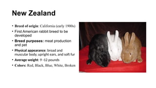 Philippines Native Rabbit Comprehensive Guide to Rabbit Farming in the Philippines: Breeds ...