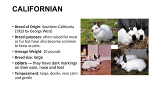 Comprehensive Guide to Rabbit Farming in the Philippines: Breeds ...
