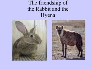 The friendship of the Rabbit and the Hyena 