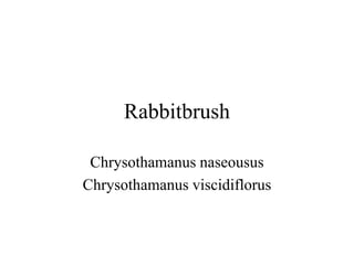Rabbitbrush 
Chrysothamanus naseousus 
Chrysothamanus viscidiflorus 
 