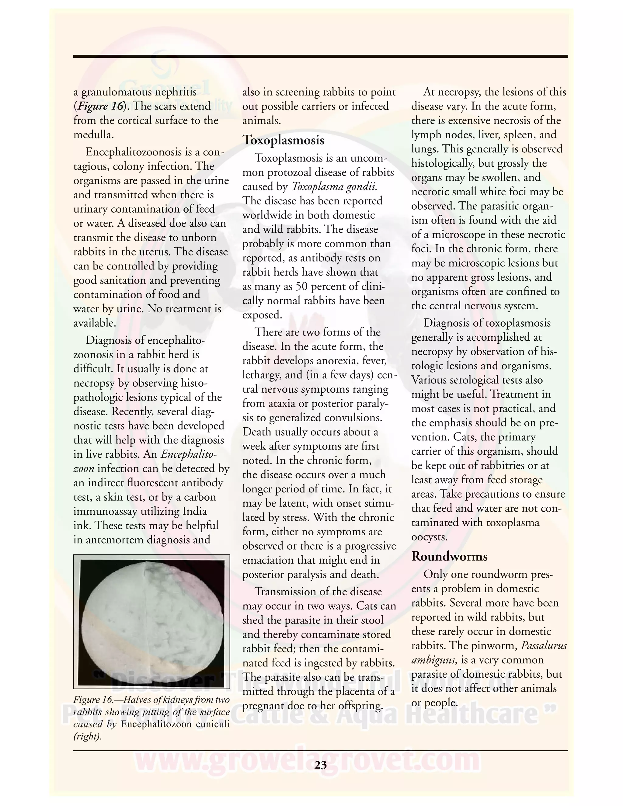 Rabbit Diseases & Parasites | PDF