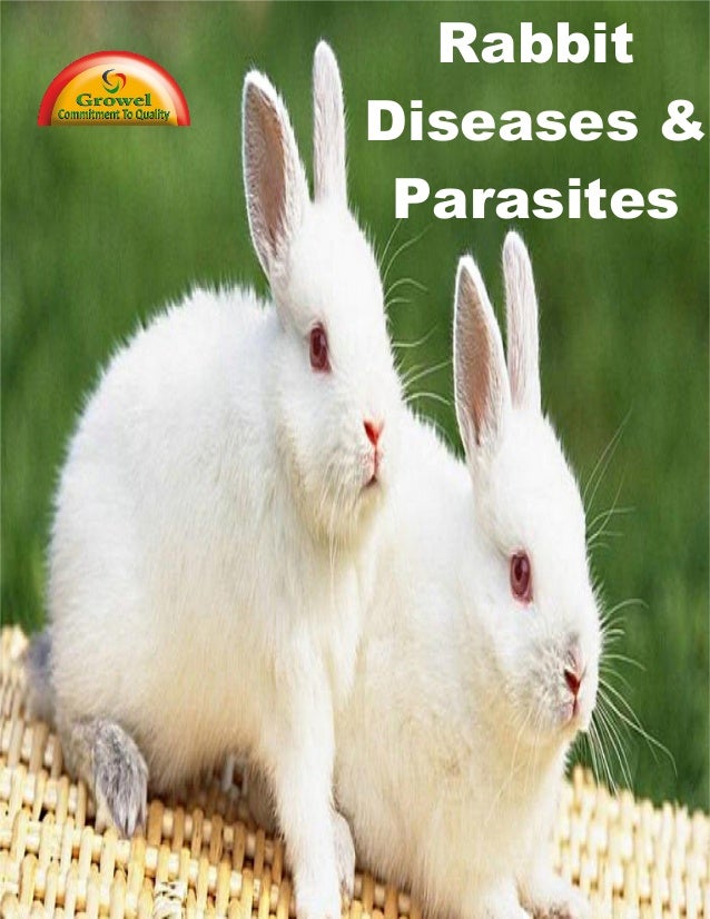 Rabbit Diseases & Parasites
