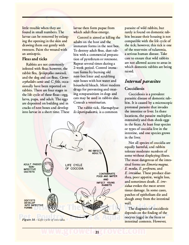 Rabbit Diseases & Parasites