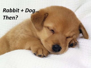Rabbit + Dog…
Then?