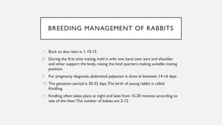 Rabbit farming | PDF