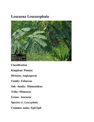 Leucaena Leucocephala
Classification
Kingdom: Plantae
Division: Angiosperm
Family: Fabaceae
Sub –family: Mimosoideae
Tribe: Mimoseae
Genus: leucaena
Species: L. Leucephala
Common name: Epil Epil
 