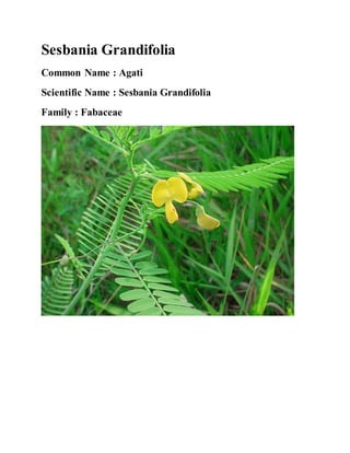 Sesbania Grandifolia
Common Name : Agati
Scientific Name : Sesbania Grandifolia
Family : Fabaceae
 